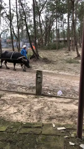 Sửa Tivi tại Nhà