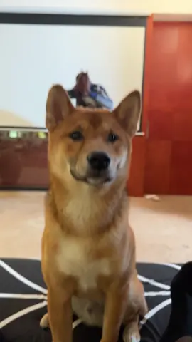 My baby 🐕 helping me for this trend 😍❤️ #iloveanimals #trend #trending #learnfromkhaby #LearnOnTikTok @TikTok @tiktok creators