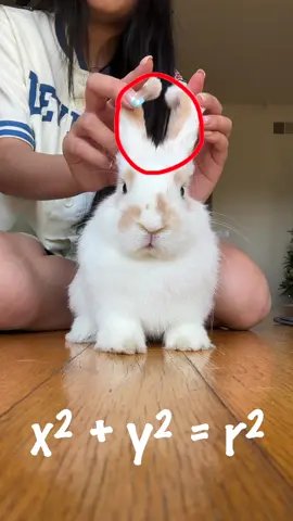em bambi dạy toán