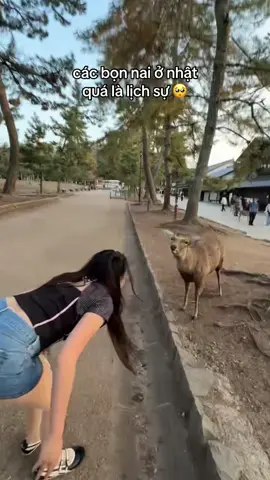 nai ở nara lịch sự nhất thế giới kiểu